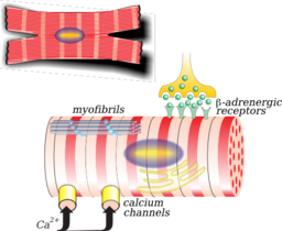 Myocardiocyte