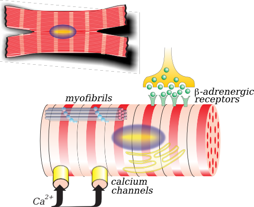 Myocardiocyte