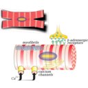 Myocardiocyte