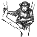 Grayscale Chimpanzee