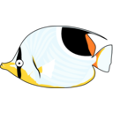 Butterflyfish