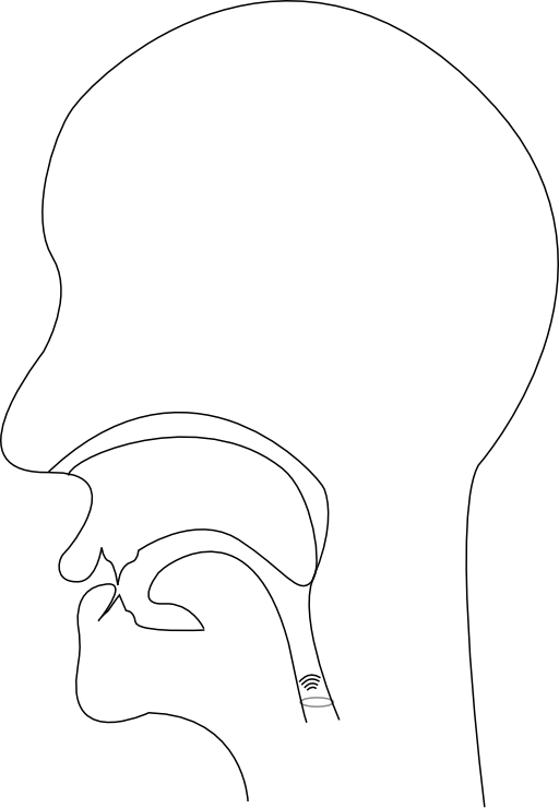 Midsagittal V Voiced Labiodental Fricative