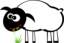 Grazing Sheep