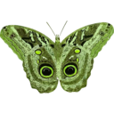 download Caligo Teucer clipart image with 45 hue color