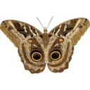 download Caligo Teucer clipart image with 0 hue color