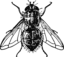Housefly