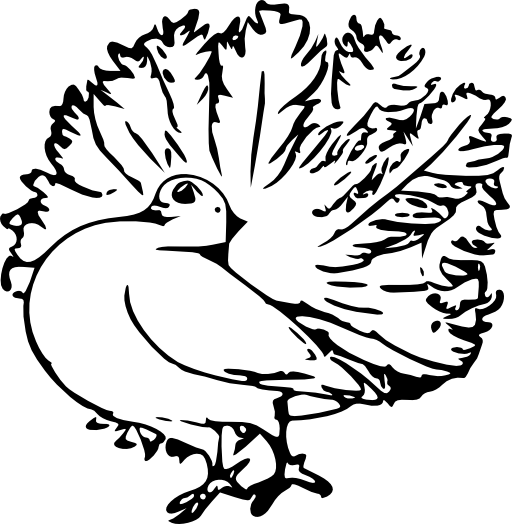 Pigeon 4