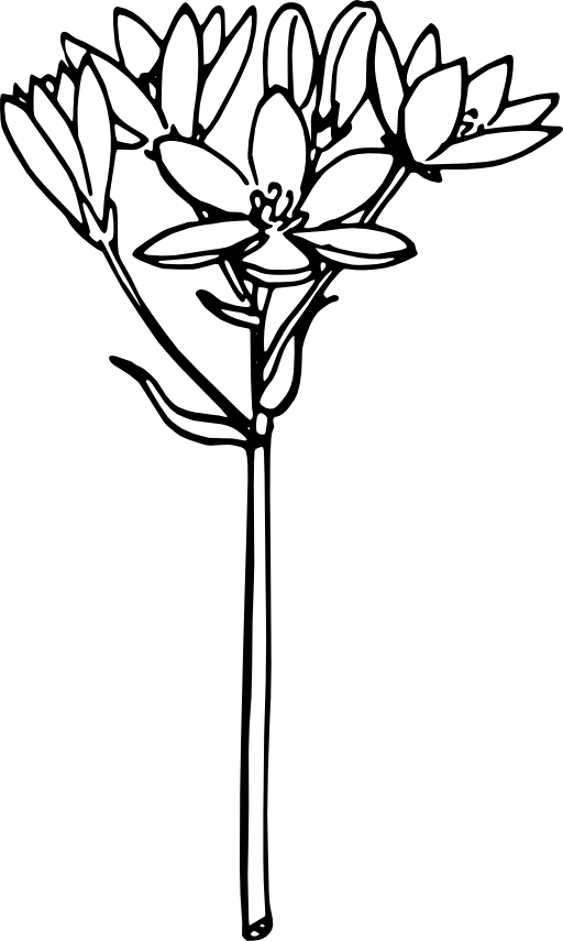 Star Of Bethlehem 2