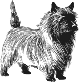 Cairn Terrier