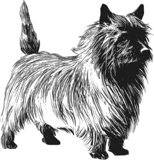 Cairn Terrier