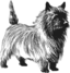 Cairn Terrier