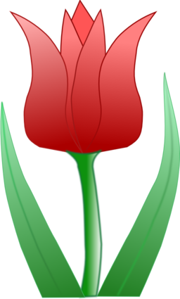 Tulipa