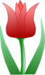 Tulipa