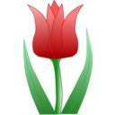 Tulipa