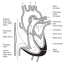 download 58294main The Brain In Space Page 121 Heart Cross Section clipart image with 0 hue color