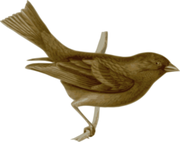 Carpodacus Vinaceus Female