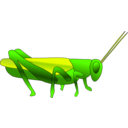 Grasshopper