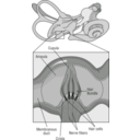 download 58294main The Brain In Space Page 37 Diagram Of Receptor Cells clipart image with 135 hue color