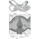 download 58294main The Brain In Space Page 37 Diagram Of Receptor Cells clipart image with 180 hue color