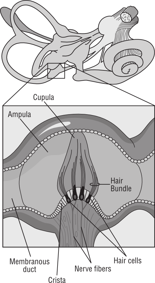 58294main The Brain In Space Page 37 Diagram Of Receptor Cells