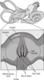 58294main The Brain In Space Page 37 Diagram Of Receptor Cells