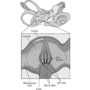 58294main The Brain In Space Page 37 Diagram Of Receptor Cells