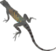 Az Lizard