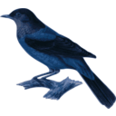 download Turdus Rubrocanus Gouldi clipart image with 180 hue color