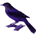 download Turdus Rubrocanus Gouldi clipart image with 225 hue color