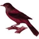 download Turdus Rubrocanus Gouldi clipart image with 315 hue color