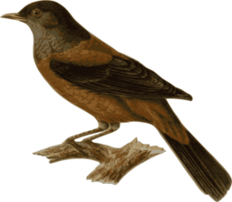 Turdus Rubrocanus Gouldi