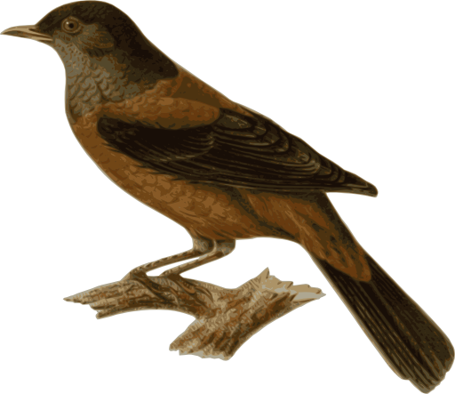 Turdus Rubrocanus Gouldi