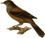 Turdus Rubrocanus Gouldi