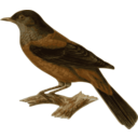 Turdus Rubrocanus Gouldi