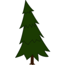 Spruce