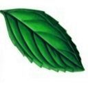 download Mint Leaf clipart image with 45 hue color