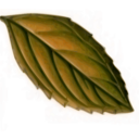 download Mint Leaf clipart image with 315 hue color