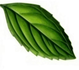 Mint Leaf