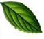 Mint Leaf