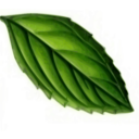 Mint Leaf