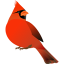 Red Cardinal