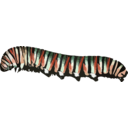 download Caterpillar D Plexippus clipart image with 315 hue color