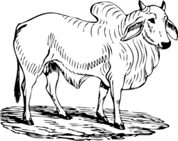 Brahma Bull