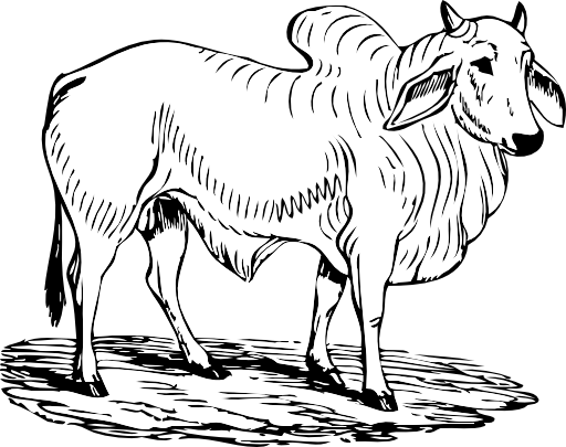 Brahma Bull