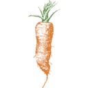 Half Long Carrot