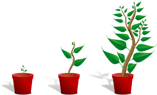Green Plant In Its Pot In Three Different Phases Of Growth