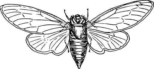Locust