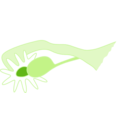 download Ovary clipart image with 90 hue color