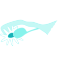 download Ovary clipart image with 180 hue color