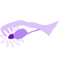 download Ovary clipart image with 270 hue color